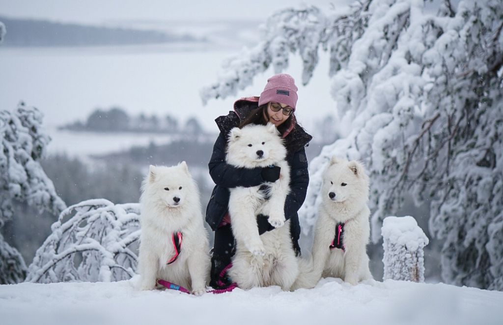 Fire On Fire - Départ en Laponie avec nos chiens