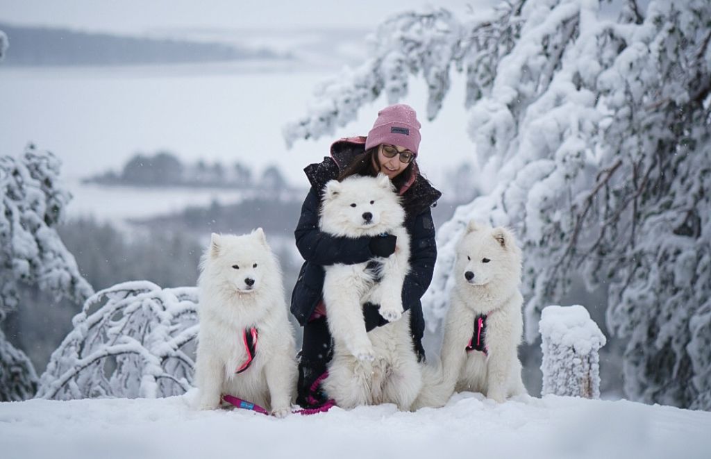 Départ en Laponie avec nos chiens